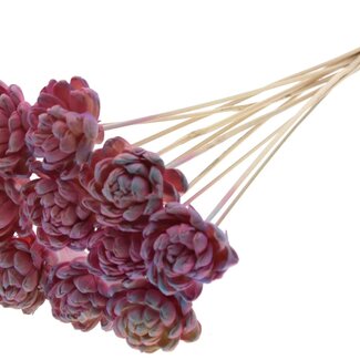 QC Shola Rose on stem | Colour: Pink colour gradient | Shola New Beauty Rose | Diameter 6 centimetre | Length ± 50 centimetre | 10 picks per bunch | Per bunch