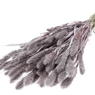 QC Dried Setaria | Colour: Champagne with Glitter | Setaria Dried Flowers | Length ± 70 centimetres | Weight 210 grams | Per bunch