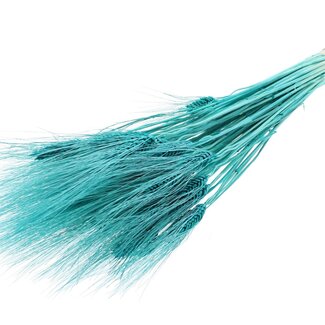 QC Dried Bleached Beard Wheat | Colour: Turquoise | Triticum Beard Dried Flowers | Length ± 70 centimetres | Weight 150 grams | Per bunch