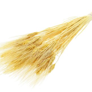 QC Dried Bleached Beard Wheat | Colour: Yellow | Triticum Beard Dried Flowers | Length ± 70 centimetres | Weight 150 grams | Per bunch