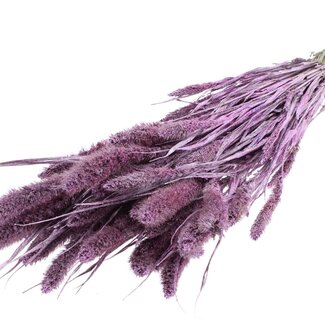 QC Dried Setaria | Colour: Metallic Pink with Glitter | Setaria Dried Flowers | Length ± 70 centimetres | Weight 210 grams | Per bunch