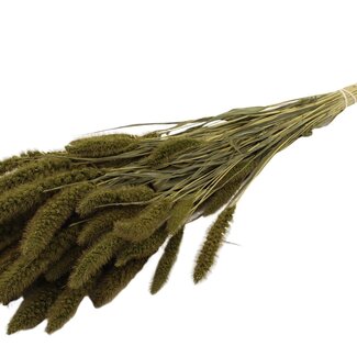 QC Dried Setaria | Colour: Olive Green | Setaria Dried Flowers | Length ± 70 centimetres | Weight 210 grams | Per bunch