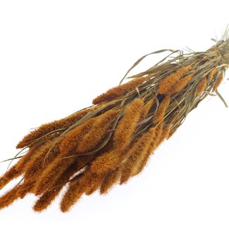 QC Dried Setaria | Colour: Apricot | Setaria Dried Flowers | Length ± 70 centimetres | Weight 210 grams | Per bunch