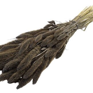 QC Dried Setaria | Colour: Frosted Grey | Setaria Dried Flowers | Length ± 70 centimetres | Weight 210 grams | Per bunch