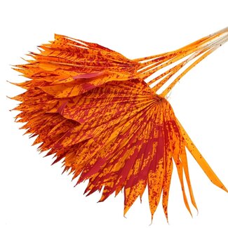 QC Dried Palm Sun Spear | Colour: Speckled Orange Red | Fan-shaped Palm Leaves | Length ± 50 centimetres | 10 stems per bunch | Per bunch