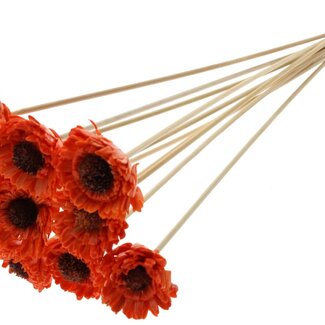 QC Shola Daisy Sunflower with wax on stick | Colour: Orange | Shola Daisy Sunflower | Diameter 6 centimeter | Length ± 50 centimeter | 10 picks per bunch | Per bunch