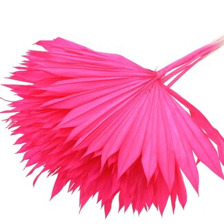 QC Dried Bleached Palm Sun | Colour: Cherry-coloured | Fan-shaped Palm Leaves | Length ± 50 centimetres | 10 stems per bunch | Per bunch