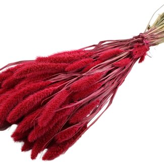 QC Dried Setaria | Colour: Cherry-coloured | Setaria Dried Flowers | Length ± 70 centimetres | Weight 210 grams | Per bunch