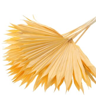 QC Dried Bleached Palm Sun | Colour: Salmon | Fan-Shaped Palm Leaves | Length ± 50 centimetres | 10 stems per bunch | Per bunch