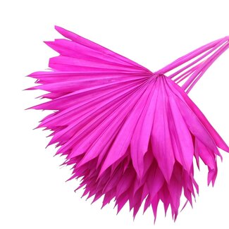 QC Dried Bleached Palm Sun | Colour: Lilac | Fan-shaped Palm Leaves | Length ± 50 centimetres | 10 stems per bunch | Per bunch