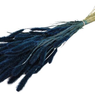 QC Getrocknete Setaria | Farbe: Dunkelblau | Setaria Trockenblumen | Länge ± 70 Zentimeter | Gewicht 210 Gramm | Pro Bund