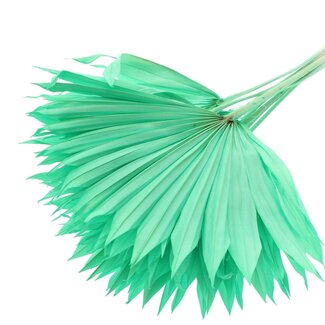 QC Dried Bleached Palm Sun | Colour: Mint Green | Fan-Shaped Palm Leaves | Length ± 50 centimetres | 10 stems per bunch | Per bunch