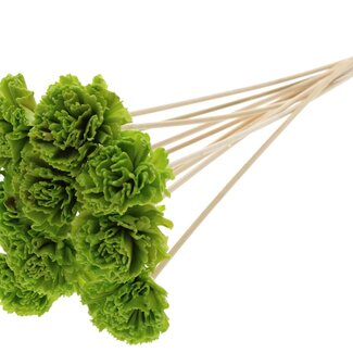 QC Shola Karnish Flower with wax on stem | Colour: Light green | Diameter 6 centimeter | Length ± 50 centimeter | 10 picks per bunch | Per bunch