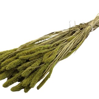 QC Dried Setaria | Colour: Light Green | Setaria Dried Flowers | Length ± 70 centimetres | Weight 210 grams | Per bunch