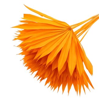 QC Dried Bleached Palm Sun | Colour: Orange | Fan-Shaped Palm Leaves | Length ± 50 centimetres | 10 stems per bunch | Per bunch