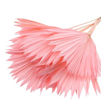 QC Dried Bleached Palm Sun | Colour: Light Pink | Fan-Shaped Palm Leaves | Length ± 50 centimetres | 10 stems per bunch | Per bunch