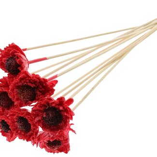 QC Shola Daisy Sunflower with wax on stem | Colour: Red | Shola Daisy Sunflower | Diameter 6 centimeter | Length ± 50 centimeter | 10 picks per bunch | Per bunch