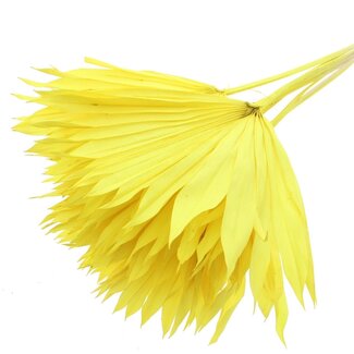 QC Dried Bleached Palm Sun | Colour: Yellow | Fan-Shaped Palm Leaves | Length ± 50 centimetres | 10 stems per bunch | Per bunch