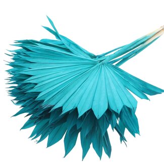 QC Getrocknete Gebleichte Palm Sun | Farbe: Türkis | Palmblätter in Fächerform | Länge ± 50 Zentimeter | 10 Zweige pro Bund | Pro Bund