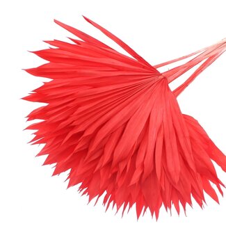 QC Dried Bleached Palm Sun | Colour: Red | Fan-Shaped Palm Leaves | Length ± 50 centimetres | 10 stems per bunch | Per bunch