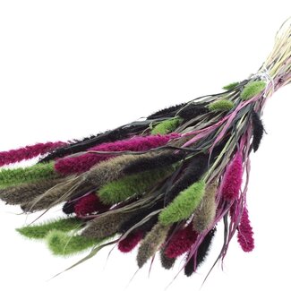 QC Dried Setaria "Colourful 8" | Colour: Mixed Colours | Setaria Dried Flowers | Length ± 70 centimetres | Weight 210 grams | Per bunch