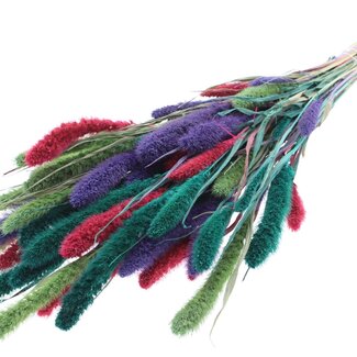QC Dried Setaria “Colourful 7” | Colour: Mixed Colours | Setaria Dried Flowers | Length ± 70 centimetres | Weight 210 grams | Per bunch