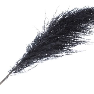 QC Getrocknete Pampaswedel | Farbe: Schwarz | Länge ± 175 Zentimeter | Pro Wedel