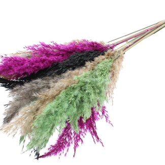 QC Getrocknete Pampaswedel „Bunt 8“ | Farbe: Gemischte Farben | Pampas Trockenblumen | Länge ± 70 Zentimeter | 10 Wedel pro Bund | Pro Bund