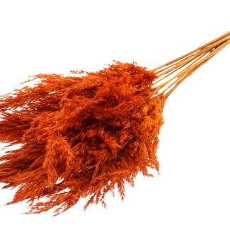 QC Dried Pampas Plumes | Colour: Orange | Pampas Dried Flowers | Length ± 70 centimetres | 10 plumes per bunch | Per bunch