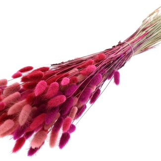 QC Dried Bunny Tails Premium | Love Mix | Colour: Mixed Colours | Lagurus Ovatus dried flowers | Length ± 70 centimetres | Weight 100 grams | Per bunch