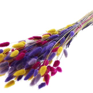 QC Getrocknete Hasenschwänzchen Premium | Bunt 11 | Farbe: Gemischte Farben | Lagurus Ovatus Trockenblumen | Länge ± 70 Zentimeter | Gewicht 100 Gramm | Pro Bund