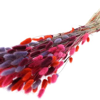 QC Dried Bunny Tails Premium | Colourful 9 | Colour: Mixed Colours | Lagurus Ovatus dried flowers | Length ± 70 centimetres | Weight 100 grams | Per bunch