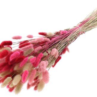 QC Dried Bunny Tails Premium | Lady Mix | Colour: Mixed Colours | Lagurus Ovatus dried flowers | Length ± 70 centimetres | Weight 100 grams | Per bunch