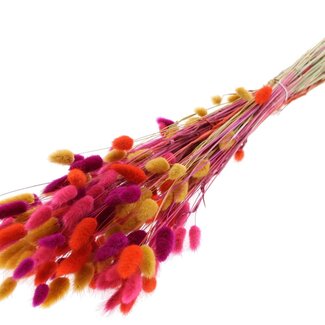 QC Dried Bunny Tails Premium | Colourful 10 | Colour: Mixed Colours | Lagurus Ovatus dried flowers | Length ± 70 centimetres | Weight 100 grams | Per bunch