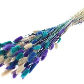QC Dried Hare's Tails Premium | Scandinavian Mix | Colour: Mixed Colours | Lagurus Ovatus dried flowers | Length ± 70 centimetres | Weight 100 grams | Per bunch