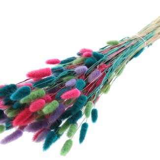 QC Dried Bunny Tails Premium | Colourful 7 | Colour: Mixed Colours | Lagurus Ovatus dried flowers | Length ± 70 centimetres | Weight 100 grams | Per bunch