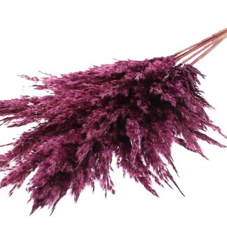 QC Dried Pampas Plumes | Colour: Bordeaux Red | Pampas Dried Flowers | Length ± 100 centimetres | 5 plumes per bunch | Per bunch