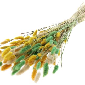 QC Dried Hare's Tail Grass Premium | Summer Mix | Colour: Mixed Colours | Lagurus Ovatus dried flowers | Length ± 70 centimetres | Weight 100 grams | Per bunch