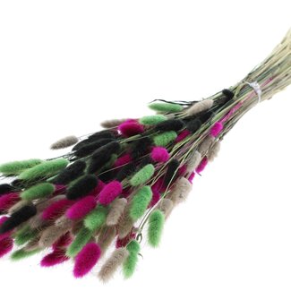 QC Dried Bunny Tails Premium | Colourful 8 | Colour: Mixed Colours | Lagurus Ovatus dried flowers | Length ± 70 centimetres | Weight 100 grams | Per bunch