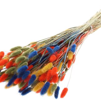 QC Dried Hare's Tails Premium | Colourful 6 | Colour: Mixed Colours | Lagurus Ovatus dried flowers | Length ± 70 centimetres | Weight 100 grams | Per bunch