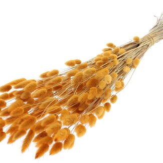 QC Dried Bunny Tails Premium | Colour: Apricot | Lagurus Ovatus dried flowers | Length ± 70 centimetres | Weight 100 grams | Per bunch