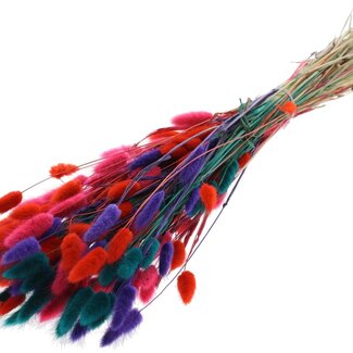 QC Dried Bunny Tails Premium | Colourful 4 | Colour: Mixed Colours | Lagurus Ovatus dried flowers | Length ± 70 centimetres | Weight 100 grams | Per bunch