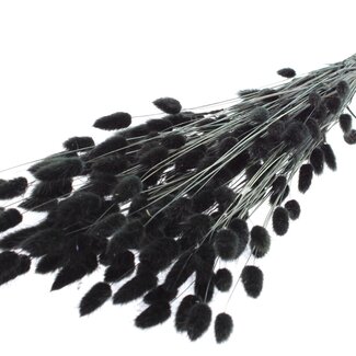 QC Dried Hare's Tail Grass Premium | Colour: Black | Lagurus Ovatus dried flowers | Length ± 70 centimetres | Weight 100 grams | Per bunch