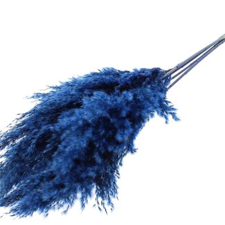 QC Dried Pampas Plumes | Colour: Dark Blue | Pampas Dried Flowers | Length ± 100 centimetres | 5 plumes per bunch | Per bunch