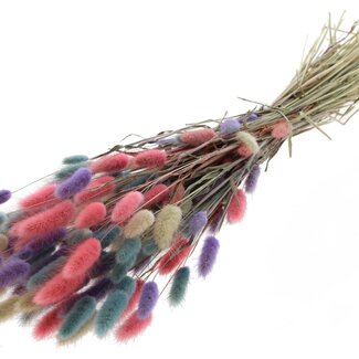 QC Dried Bunny Tails Premium | Colourful 1 | Colour: Mixed Colours | Lagurus Ovatus dried flowers | Length ± 70 centimetres | Weight 100 grams | Per bunch