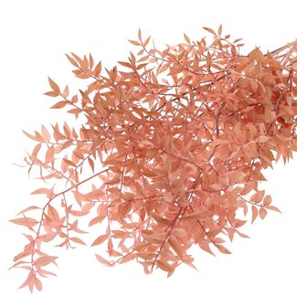 QC Dried Ruscus | Colour: Light Pink | Ruscus Dried Flowers | Length ± 70 centimetres | 10 stems per bunch | Per bunch