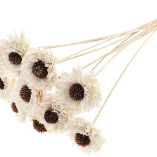 QC Shola Daisy Sunflower on stem | Colour: Natural White | Shola Daisy Sunflower | Diameter 6 centimeter | Length ± 50 centimeter | 10 side picks per bunch | Per bunch