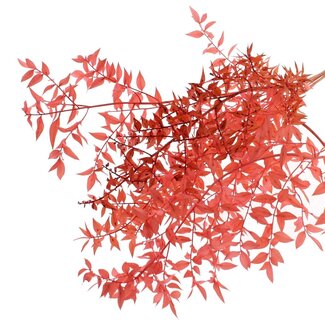 QC Dried Ruscus | Colour: Coral | Ruscus Dried Flowers | Length ± 70 centimetres | 10 stems per bunch | Per bunch