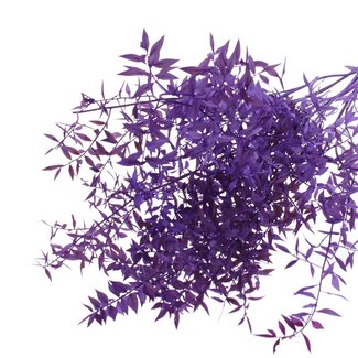 QC Dried Ruscus | Colour: Purple | Ruscus Dried Flowers | Length ± 70 centimetres | 10 stems per bunch | Per bunch