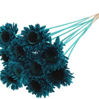 QC Shola Daisy Sunflower on stem | Colour: Turquoise | Shola Daisy Sunflower | Diameter 6 centimetre | Length ± 50 centimetre | 10 picks per bunch | Per bunch